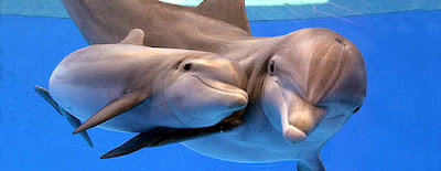 Tierna foto de mama delfin con su cria