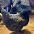 Nous avons eu la chance d’accueillir une poule en classe ce matin 
