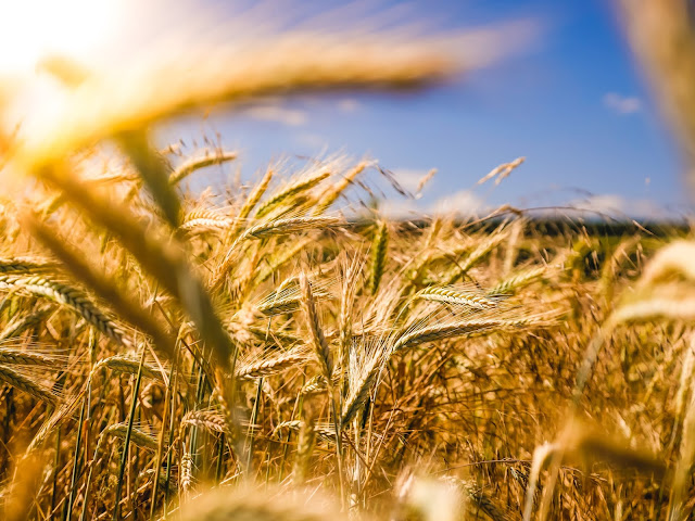 Harvest Time in Trading