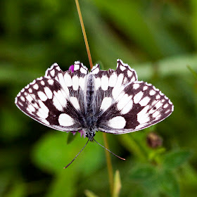 Marbled white butterfly, Melanargia galathea, on Musk Orchid Bank; missing some pieces of wing.  Orpington Field Club outing to Orchis Bank, Downe.  25 June 2011.  Taken with EOS 450D and 100mm macro lens.