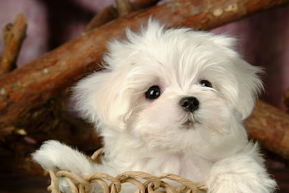 Cute Baby Puppies Adorable Cute baby dog wallpaper