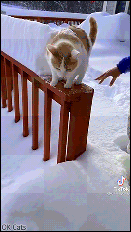 Funny Cat GIF • OMG! Cat Buried under 41 inches of snow. It was a suicide attempt! [ok-cats.com]