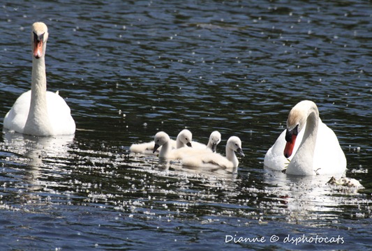 IMG_4249_4 remaining cygnets out of 8