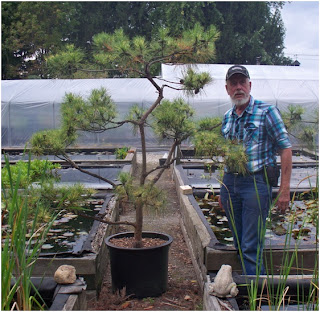 Cloud Pruned Pine