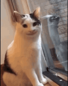 cat creepy smile meme funny ski diaries episode ski diaries blog episode