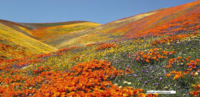 Flowers in Yumthang Valley