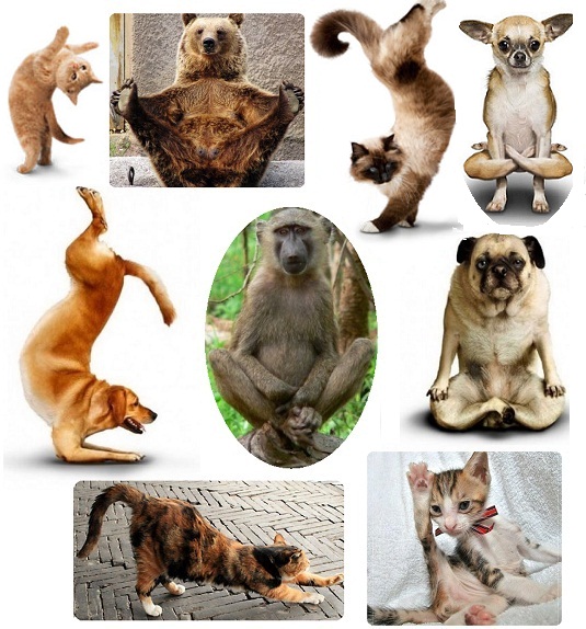 Hot Pictures Animal and     poses named Buzz doing  Ready2Beat.com caught after animals   yoga Yoga of