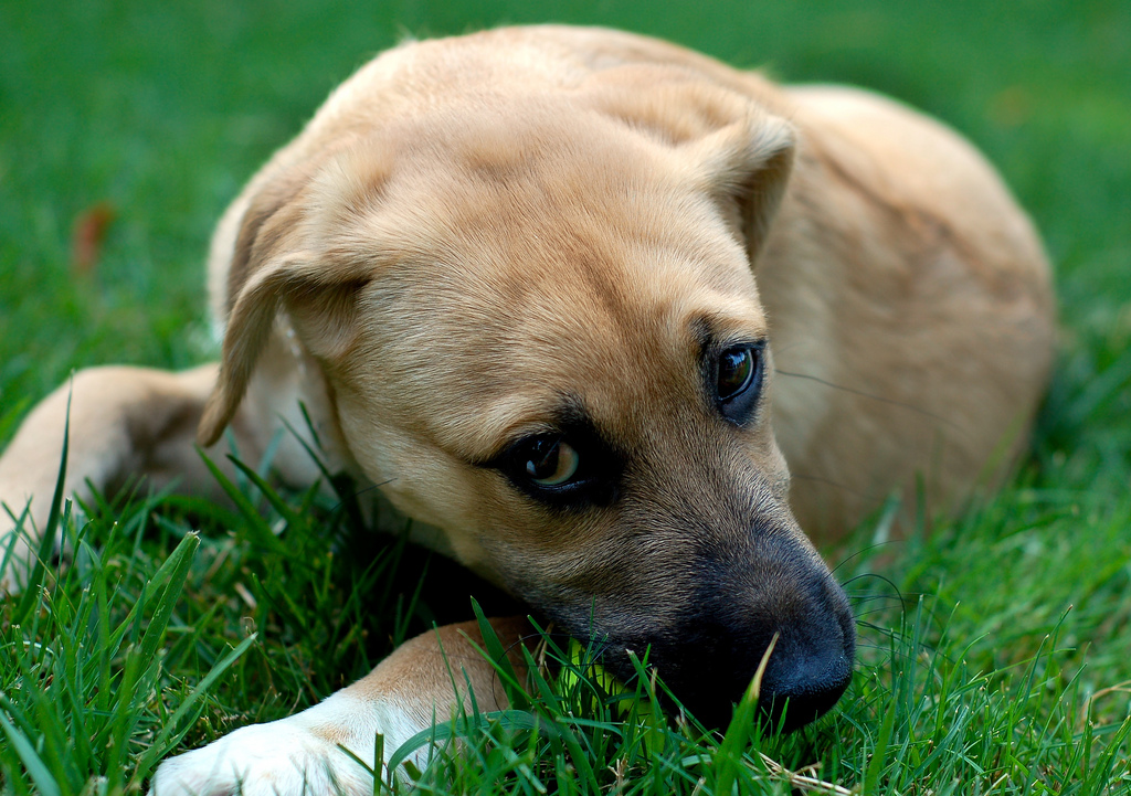 Cute Dogs: German Shepherd Lab Mix