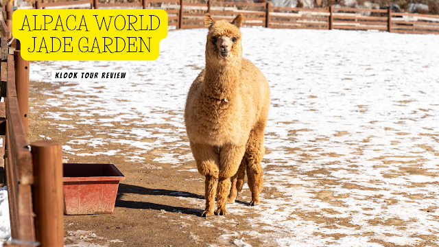Klook Alpaca World and Jade Garden Tour Review