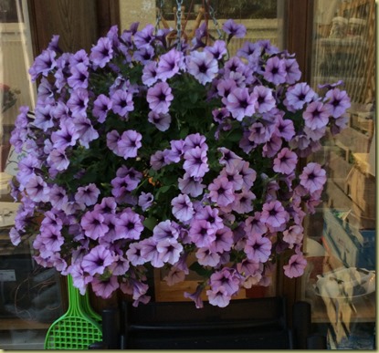 petunia