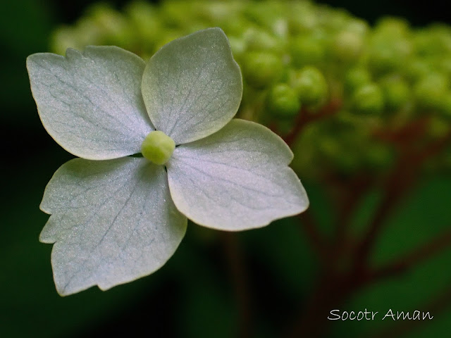 Hydrangea serrata