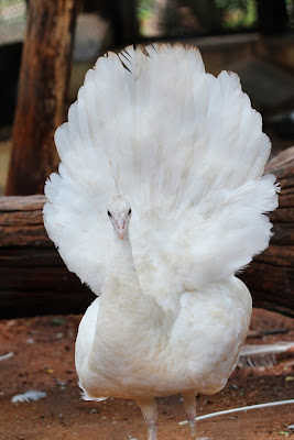 Feather Opened White Peacock allfreshwallpaper