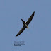 One last shot of a White-throated Swift in flight