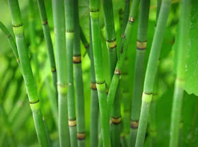 stems of Equisetum hyemale