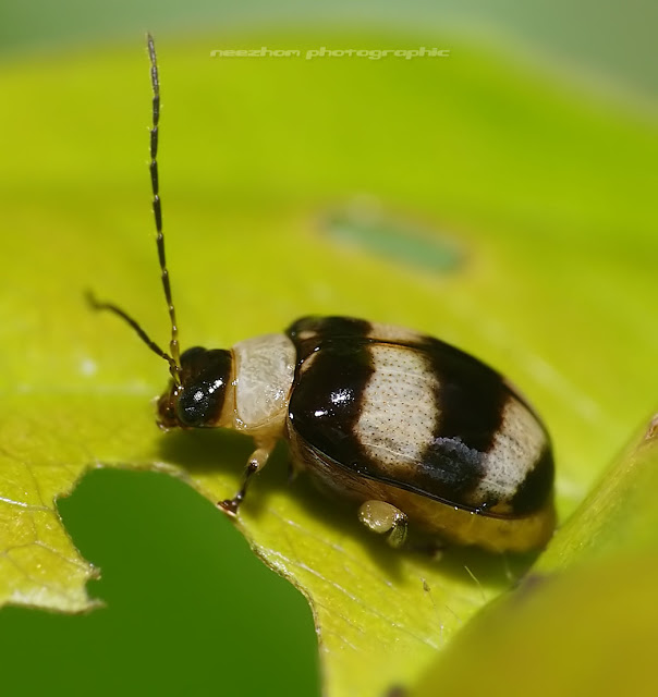 Black white stripes Beetle