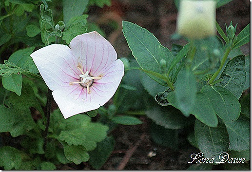 Platycodon_AstraPink_BalloonFlower