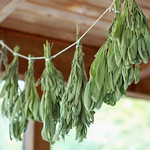 Drying fresh sage by Eve Fox, The Garden of Eating blog, copyright 2013
