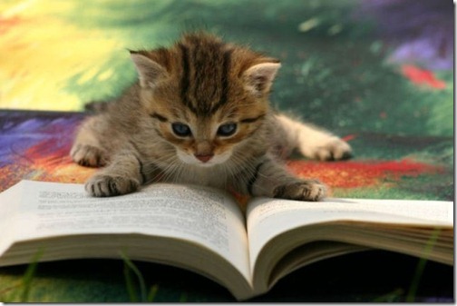 funny_animals_that_are_hungry_for_knowledge_640_09