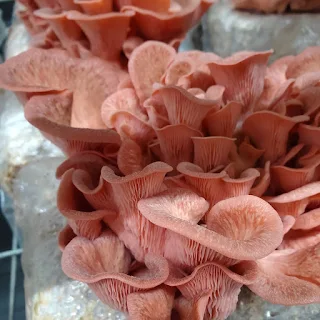 Pink Oyster mushrooms