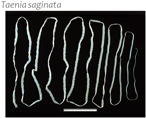 Platyhelminthes - Pendidikan Biologi