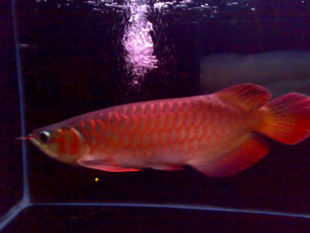 Harga Ikan Arwana Super Red Motif Cemerlang!