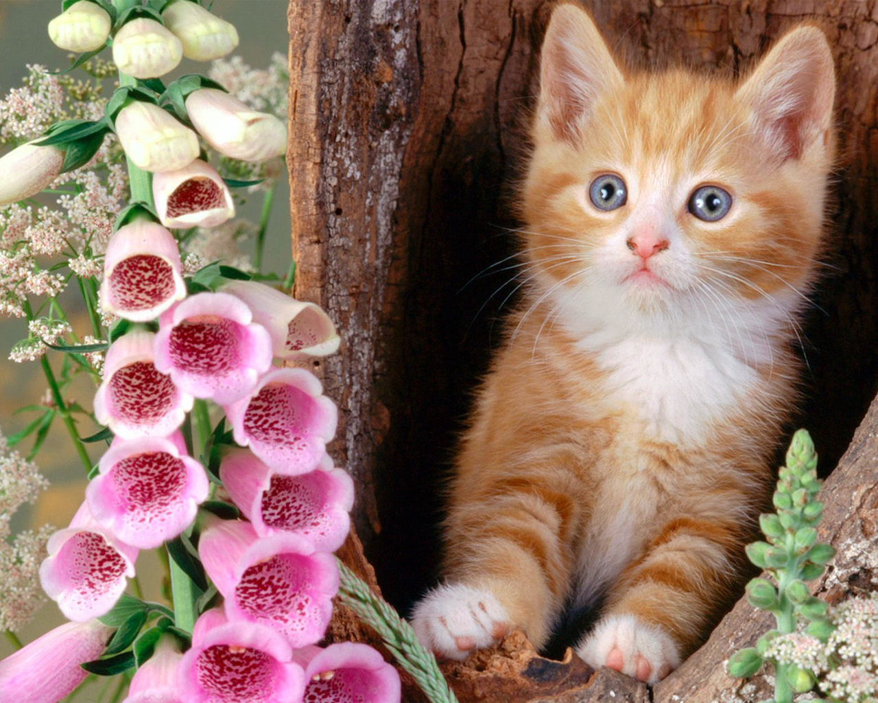 All Wallpapers: Beautiful Cats Hd Wallpapers