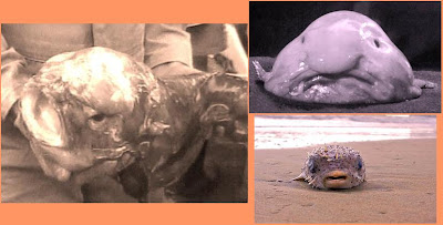 Blobfish или рыба-капля