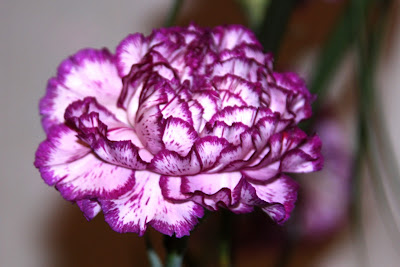 carnation flowers