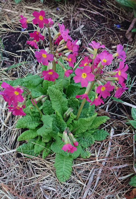 Primula elatior ssp meyeri