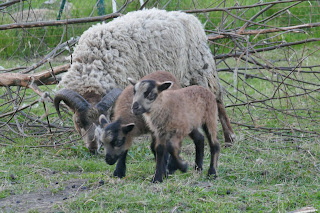 Shetlandschafe katmoget