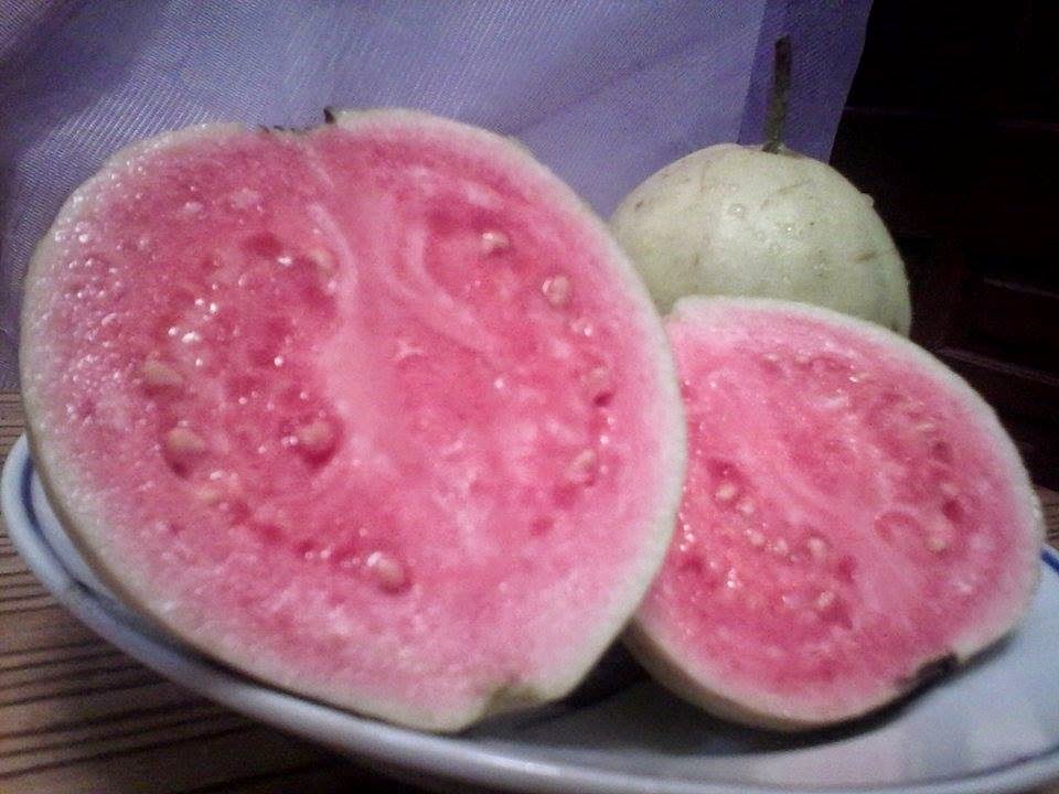 Rumah Bunga Neisha Mengatasi Buah Berulat Dan Busuk Diserang Lalat Buah