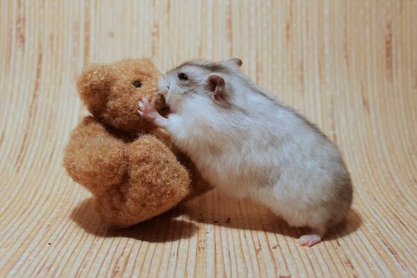 Funny animals of the week - 22 November 2013 (35 pics), hamster kisses teddy bear