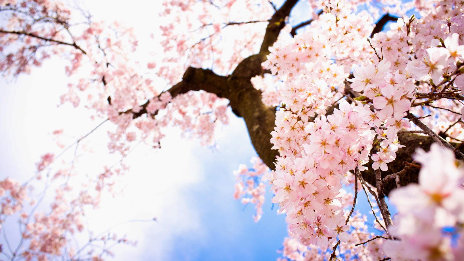 Note In Every Dreams Bunga Sakura Cherry Blossom