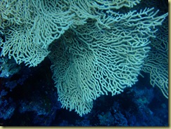 Fan Coral