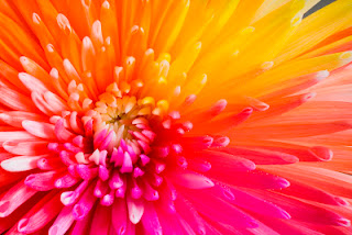 tropical colored chrysanthemum