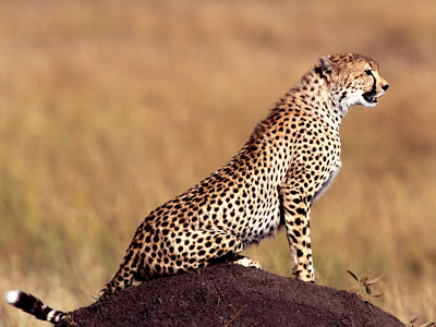 Cheetah Wallpaper