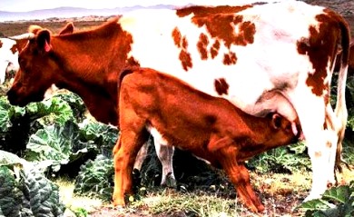 Foto de vaca alimentando a su cría