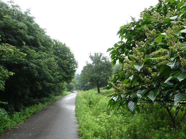 鳥取県西伯郡大山町妻木　鳥取県立むきばんだ史跡公園　弥生の森遊歩道