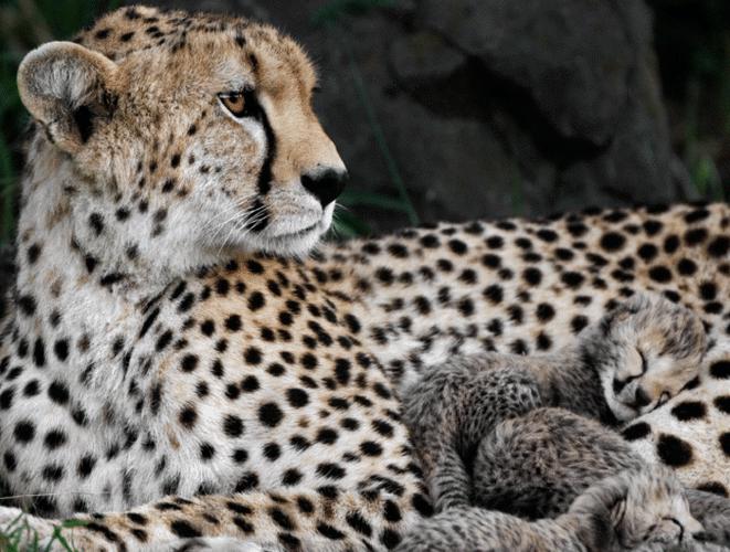 Cheetah Cubs  with mother