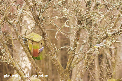 Blåmes,Cyanistes caeruleus, tomtit, bluetit, Nötväcka, Nuthatch, Sitta europaea, Sittidae