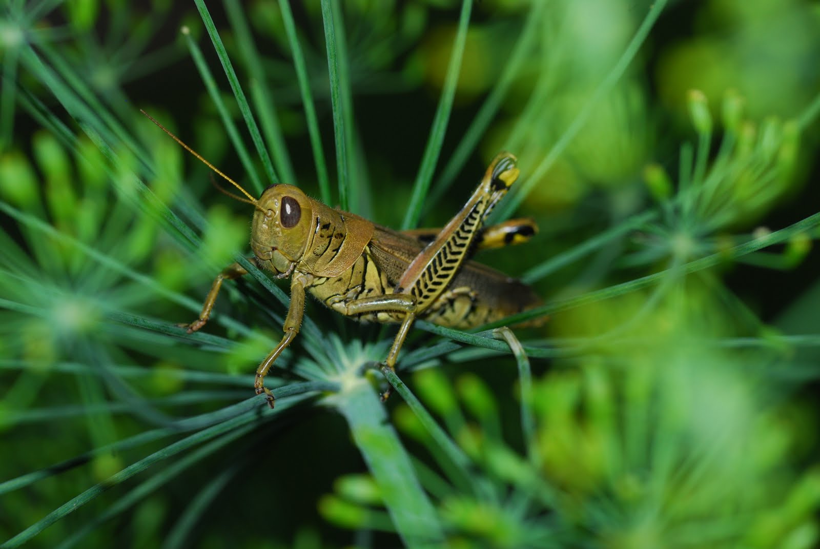 MObugs: Differential Grasshoppers