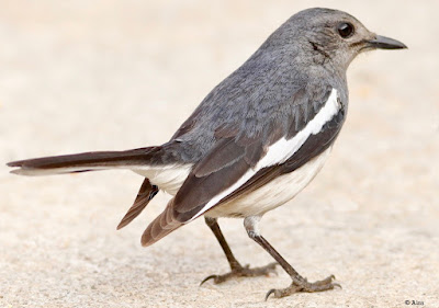 Oriental Magpie-Robin -resident