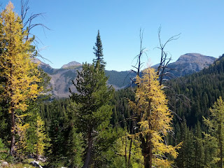 Tamarak Trees.