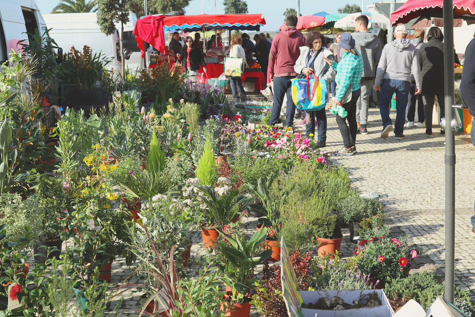 saturday market portugal