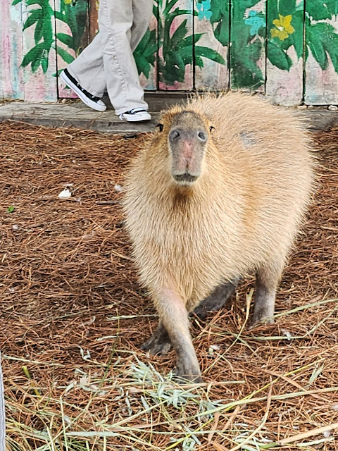 Gatorland Capybara