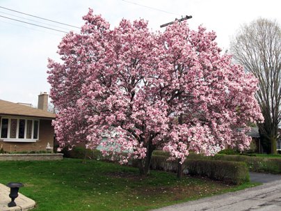 Magnolia Tree Bloom Toronto