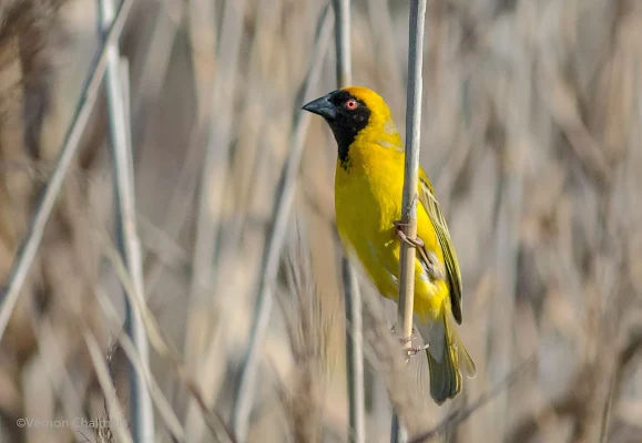 Southern Masked Weaver - Perched Bird Photography - Table Bay Nature Reserve Woodbridge Island