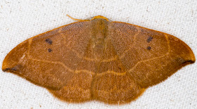 Oak Hooktip, Watsonalla binaria.  Drepanidae.  Crowborough, July 2014.