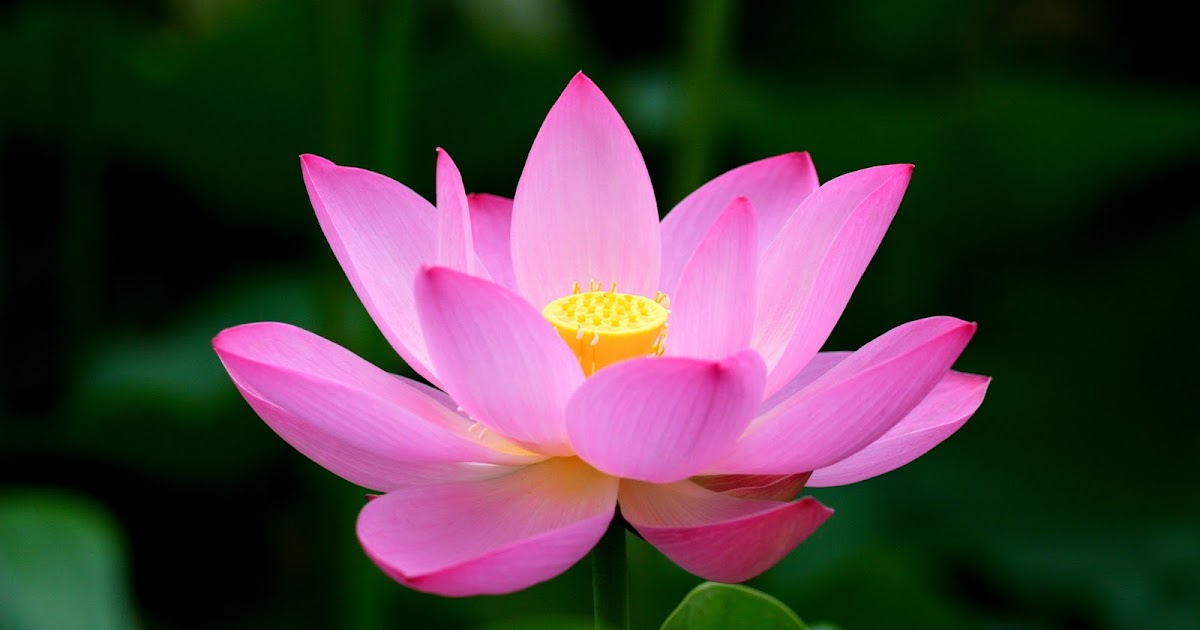 About Everything Makna Filosofi Bunga Teratai  dan Bunga  Lotus
