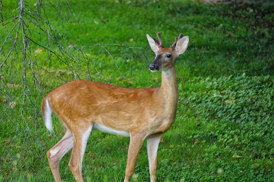 young whitetail buck